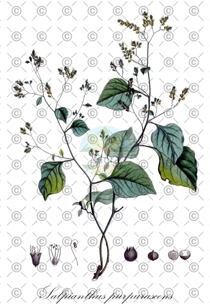 HistAbb_wfo-0001115119_2_ENZY_Simple | Historische Abbildung von Salpianthus purpurascens - Nyctaginaceae | Historical Illustration of Salpianthus purpurascens - Nyctaginaceae