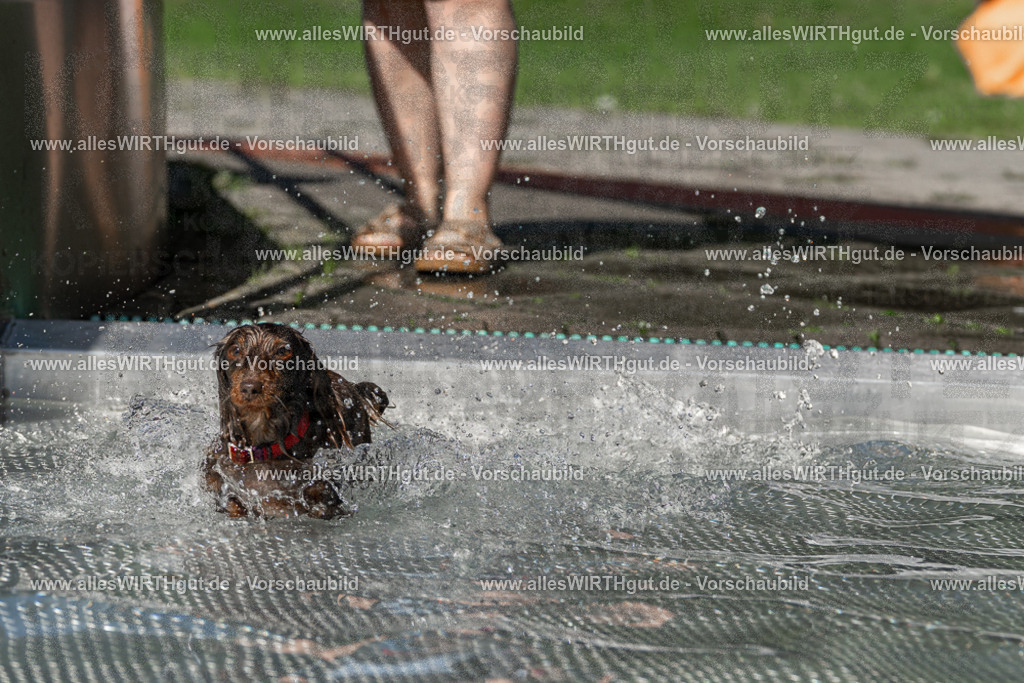 Hundeschwimmen_Volksbad_2026-allesWIRTHgut_Tierfotografie-2609061342-FAY06829 | Professionelle Tierfotografie in Mönchengladbach von Daniel Wirth (allesWIRTHgut). Liebevolle & natürliche Bilder von Hunden & Katzen für unvergessliche Erinnerungen.