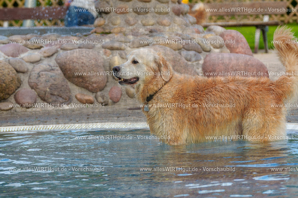 Hundeschwimmen_Grefrath_2026-allesWIRTHgut_Tierfotografie-09_39-FAY07717 | Professionelle Tierfotografie in Mönchengladbach von Daniel Wirth (allesWIRTHgut). Liebevolle & natürliche Bilder von Hunden & Katzen für unvergessliche Erinnerungen.