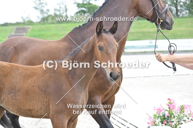 29_Van Vermeer - Vilancio_935_2093 | Björn Schroeder Pferdefotografie