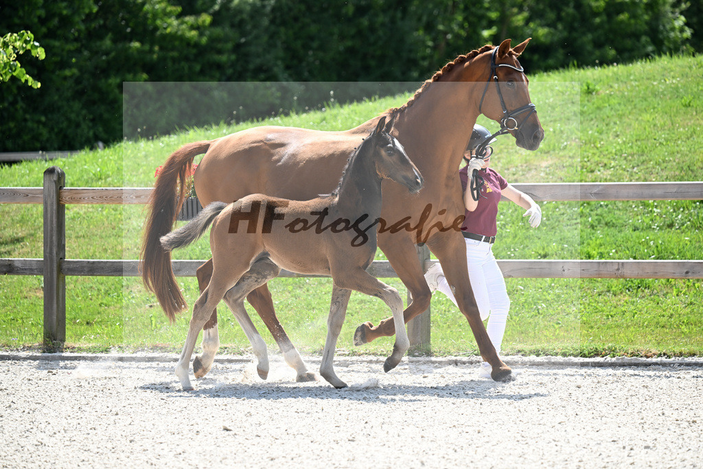 Kat-Nr. 39 St. Schufro x Vivaldi_HF_Lindinger u Silbereisen_15251044 | hf-fotografie - Realisiert mit Pictrs.com