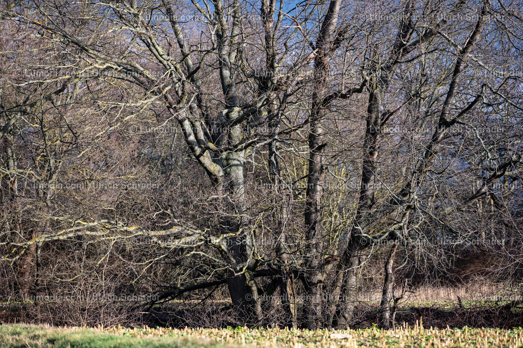 10049-12552 - Wald bei Eilenstedt am Huy | Stockfoto und Bilderpool mit Bildmaterial aus Deutschland, dem Harz, Halberstadt, Quedlinburg, Wernigerode und weltweit. Qualitativ hochwertige und professionelle Fotos anschauen und kaufen. - Realisiert mit Pictrs.com
