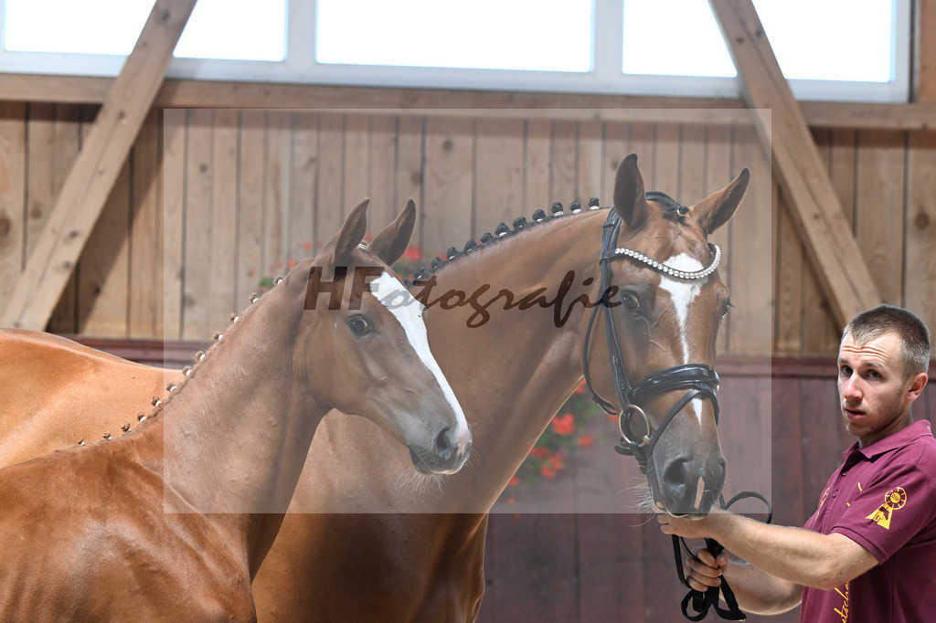 Kat-Nr. 2 Nixon v h Meulenhof x Don VHP Z_HF_Baertschi_25250285 | hf-fotografie - Realisiert mit Pictrs.com