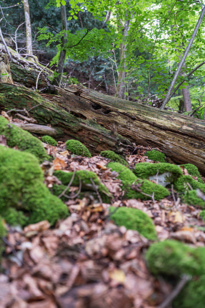 ZD250916093231 | Fotoshop von zweidimensional Fotografie. Ihr Fotograf im Aargau. Abzüge von Ihrem Fotobox Event bestellen.Abzüge von Ihrem Hochzeit bestellen.Abzüge von Ihrem Schulfotograf bestellen.