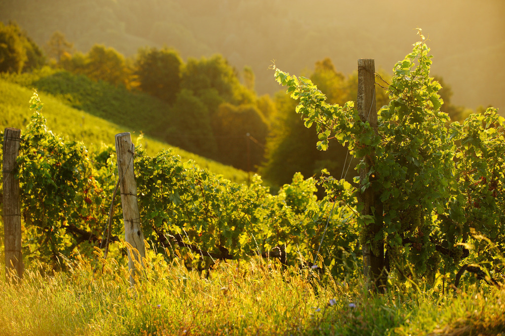 Morgenlicht im Weingarten | Großklein, Austria - August 25, 2012: Buschenschank Wölfl; Sonnenaufgang im Weingarten. - Realisiert mit Pictrs.com