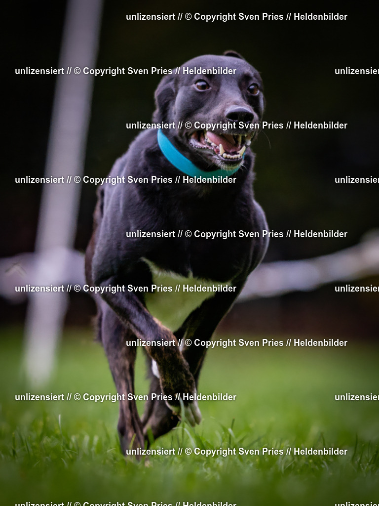 Sven Pries | 2024-10-19 - Hunderennen Ober-Grombach - Realisiert mit Pictrs.com