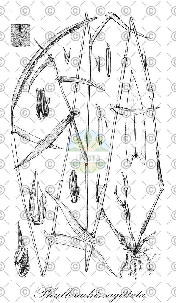 HistAbb_wfo-0001133074_1_ENZY_Simple | Historische Abbildung von Phyllorachis sagittata - Poaceae | Historical Illustration of Phyllorachis sagittata - Poaceae