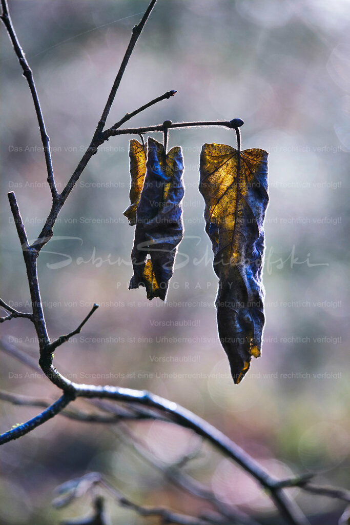 Wandbild Zwei Blätter | People- und Tierfotografie, Imageaufnahmen, Veranstaltungsfotografie und Wandbilder aus der Natur ★ Made in Germany ✔️ Druck + Downloads ✔️ Naturfotografie in Top Qualität ★ schneller Versand, weltweite Lieferung! - Realisiert mit Pictrs.com