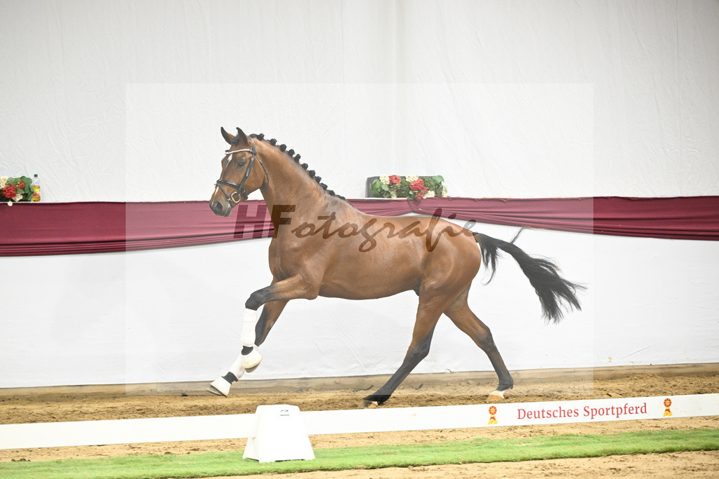 Kat-Nr. 44 Va Bene x Monte Bellino_Alfred Kohn_47251559 | hf-fotografie - Realisiert mit Pictrs.com