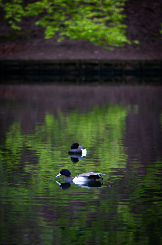 DSC_6315 | kaefersammler_roy - Realisiert mit Pictrs.com