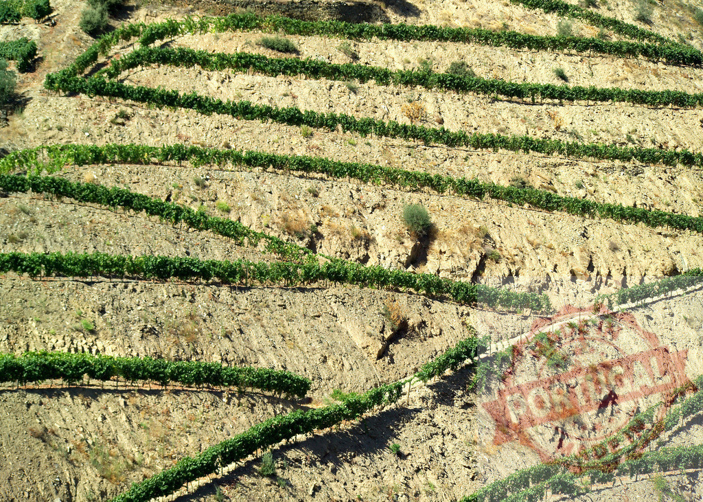 Douro Valley terraced vineyard creating agricultural landscape patterns | Terraced vineyard rows on a steep hillside creating a unique agricultural landscape - Realized with Pictrs.com