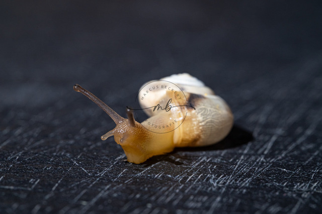 Kleine Spiralschnecke | Eine kleine Spiralschnecke auf schwarzem Untergrund - Realisiert mit Pictrs.com