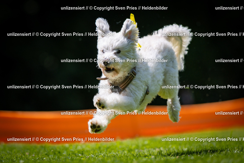 Sven Pries | 2025-08-10 - Hunderennen Durlach - Realisiert mit Pictrs.com