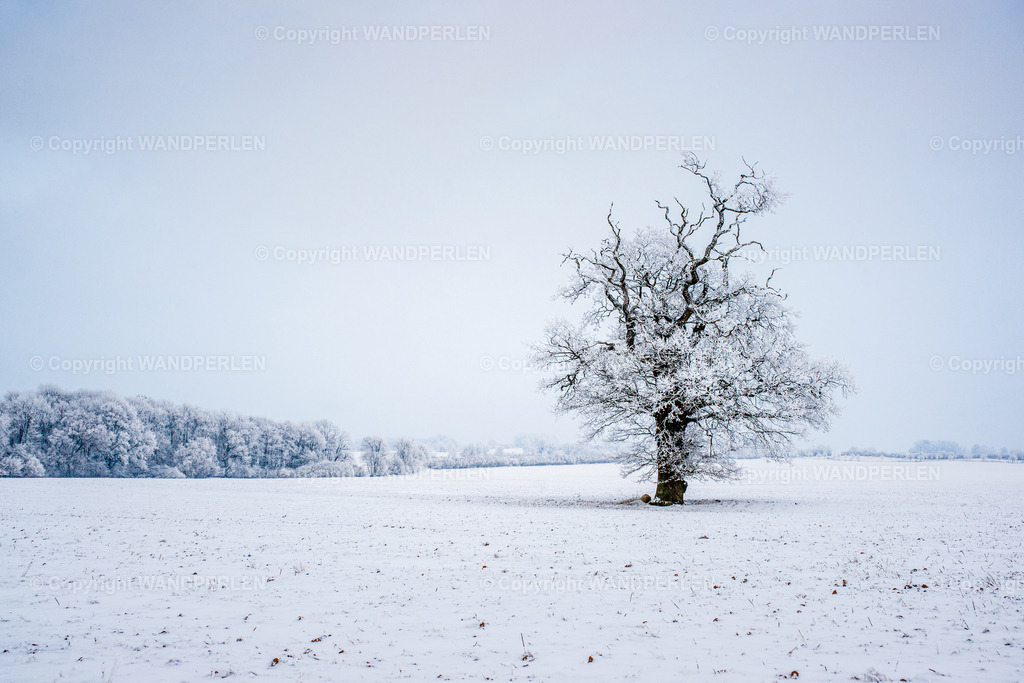 Winterzauber – Ein solitärer Baum in Mecklenburg-Vorpommern / Magic winter atmosphere in Mecklenburg-Western Pomerania | Winter in Mecklenburg-Vorpommern – ein einzelner, schneebedeckter Baum hebt sich von der weiten, weißen Landschaft ab. Die Äste sind schwer von Eis und Schnee und bilden einen zarten Kontrast zum wolkenverhangenen Himmel. Ein Moment der Stille inmitten der stillen Schönheit der Natur. - Realisiert mit Pictrs.com