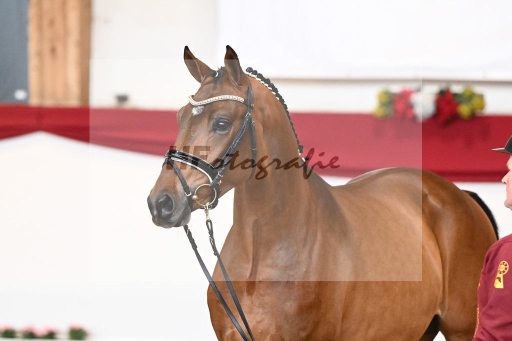 Kat-Nr. 32 Galaxy x Sungold_Lehner_43230408 | hf-fotografie - Realisiert mit Pictrs.com
