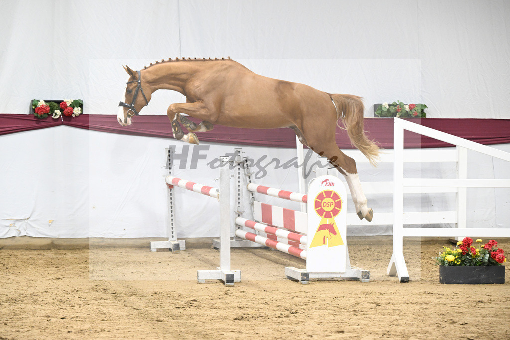 Kat-Nr. 102 Diablue PS x Balou du Rouet_Karl Schmid_47253279 | hf-fotografie - Realisiert mit Pictrs.com