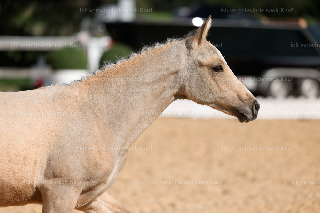 _AM19256 | working equitationturnier fotograf videograf stoibphotography marixx film working equitation deutschland reitsport turnierfotografie eventfotografie equestrian events