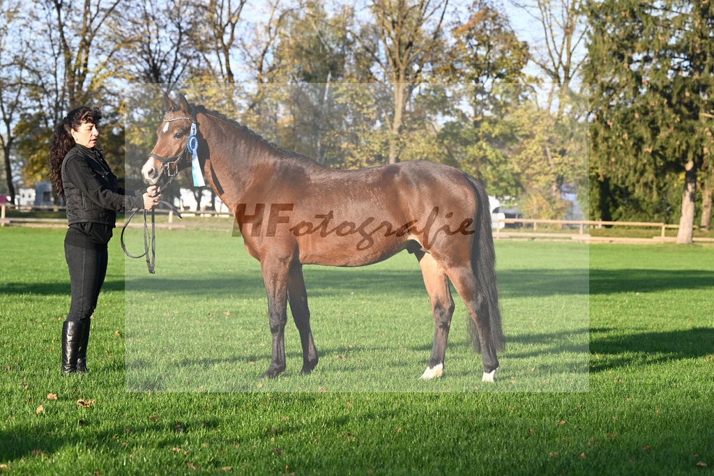 Kat-Nr. 1 Bumble Bee_Hoermann_44241102 | hf-fotografie - Realisiert mit Pictrs.com