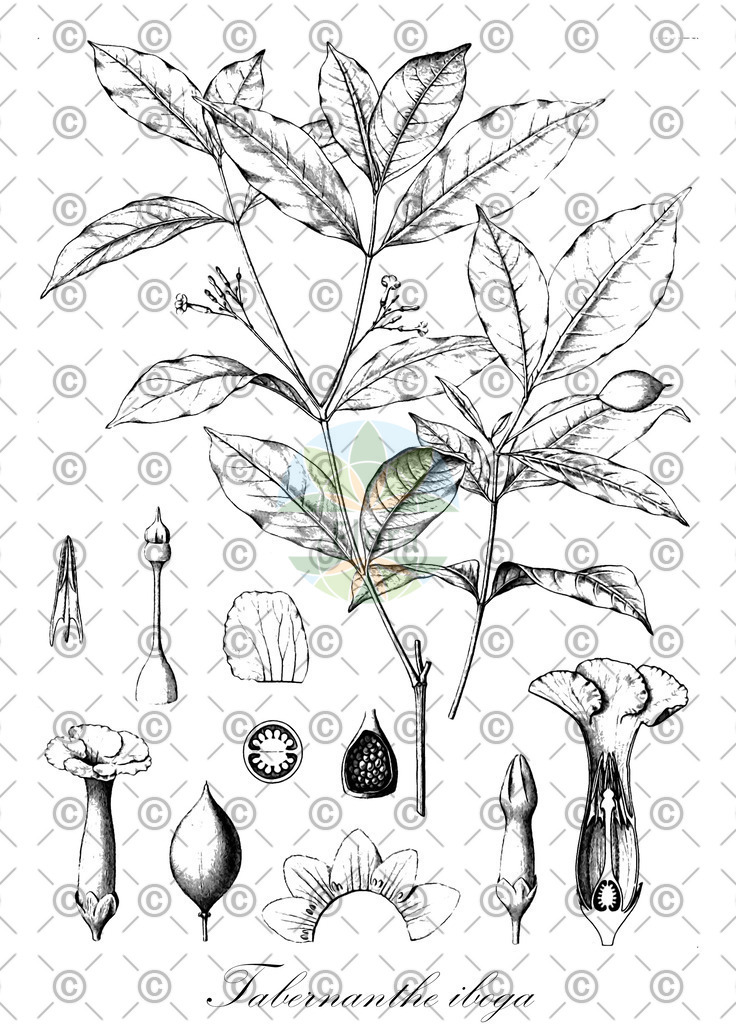 HistAbb_wfo-0000567722_1_ENZY_Simple | Historische Abbildung von Tabernanthe iboga - Apocynaceae | Historical Illustration of Tabernanthe iboga - Apocynaceae