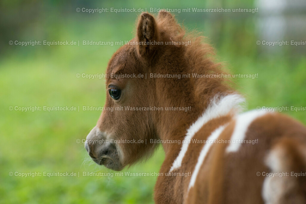 20150502_Fohlen_0002 | equistock