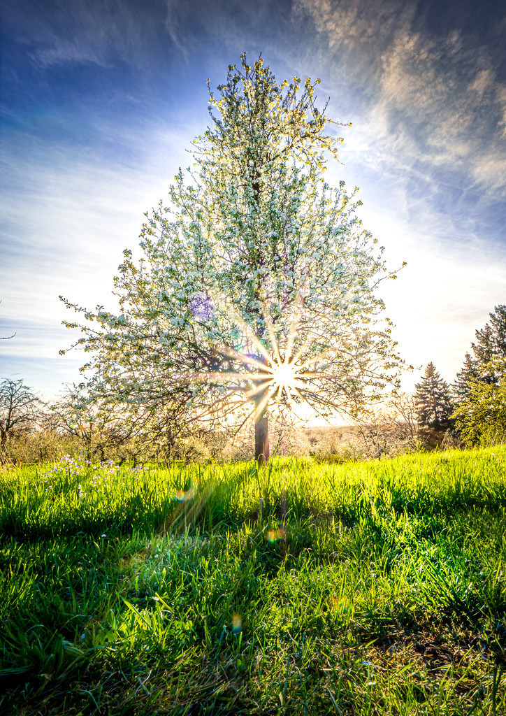 MPI_Landscape_0008 | Blühender Kirschbaum bei Appenweier - Realisiert mit Pictrs.com