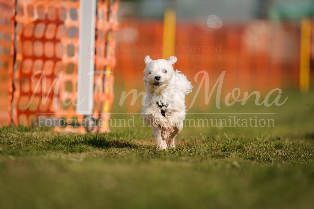20250928_Hunderennen-245 | MuT (Mensch und Tier) mit Mona - Fotografie und Tierkommunikation - Realisiert mit Pictrs.com