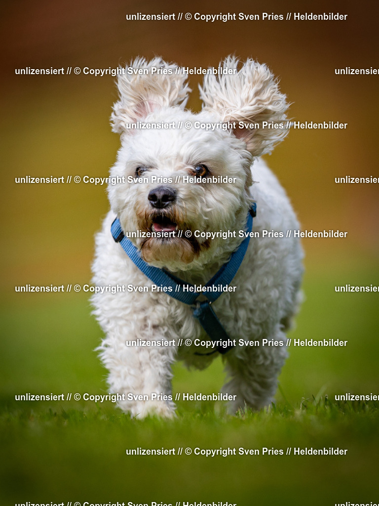 Sven Pries | 2024-09-22 - Hunderennen Baden-BadenPudelverein - Realisiert mit Pictrs.com