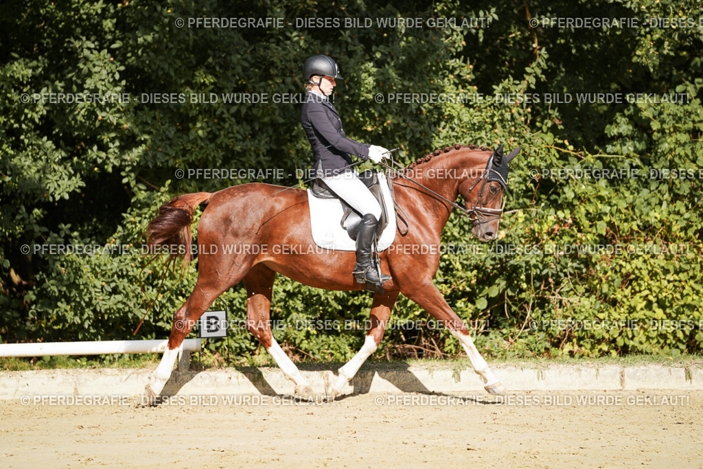 DSC08706 | Pferdegrafie