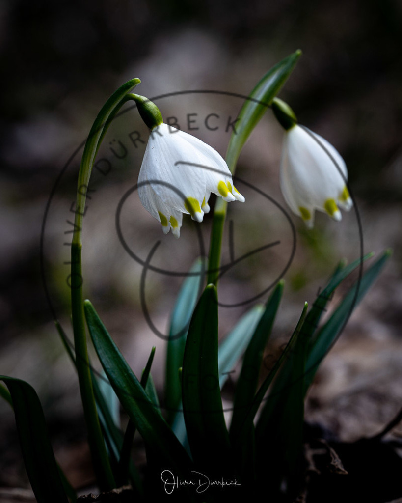 natur-pflanzen-16 | Shop für Kindergartenfotografie und andere Fotoprodukte von Oliver Dürrbeck Fotografie. - Realisiert mit Pictrs.com