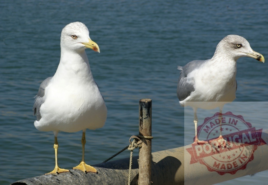 Two seagulls perching on pipe near ocean water | Two wild gulls resting on a metal pipe with blue water in the background - Realisiert mit Pictrs.com