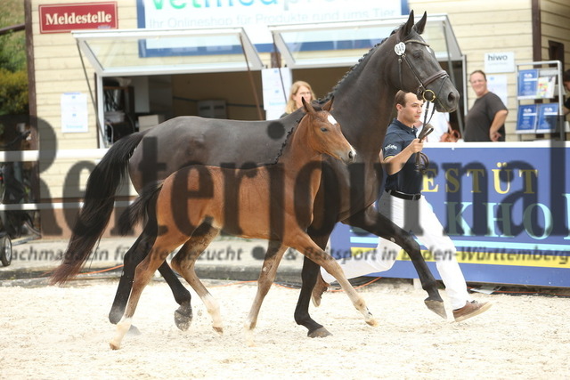 Fohlenchampionat_Birkhof_2022_Dressurbetonte_Stutfohlen_KN_48 (12) | Alle Fotos der Reiterjournal Fotografin Doris Matthaes im Reiterjournal Online-Fotoshop. - Realisiert mit Pictrs.com