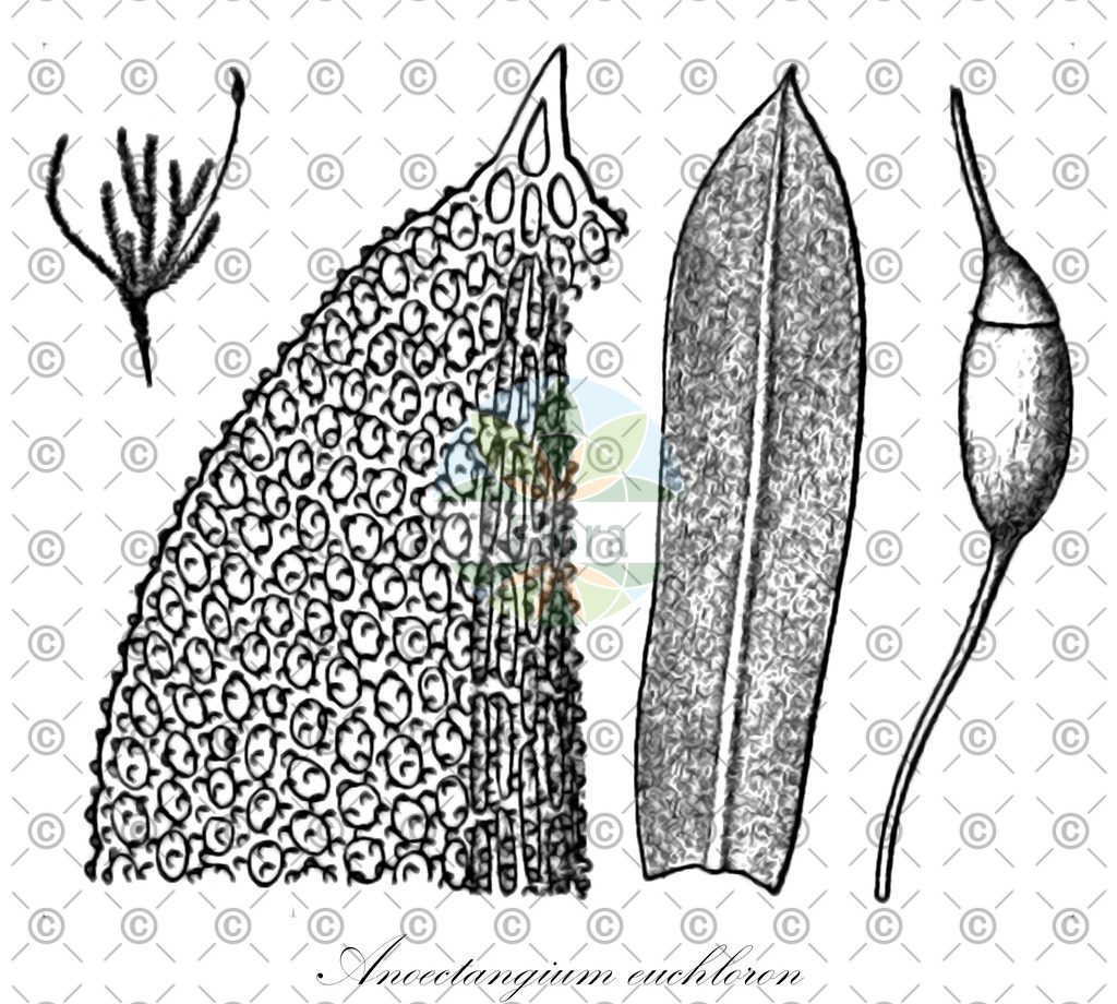 HistAbb_wfo-0000217351_1_ENZY_Simple | Historische Abbildung von Anoectangium euchloron - Pottiaceae | Historical Illustration of Anoectangium euchloron - Pottiaceae