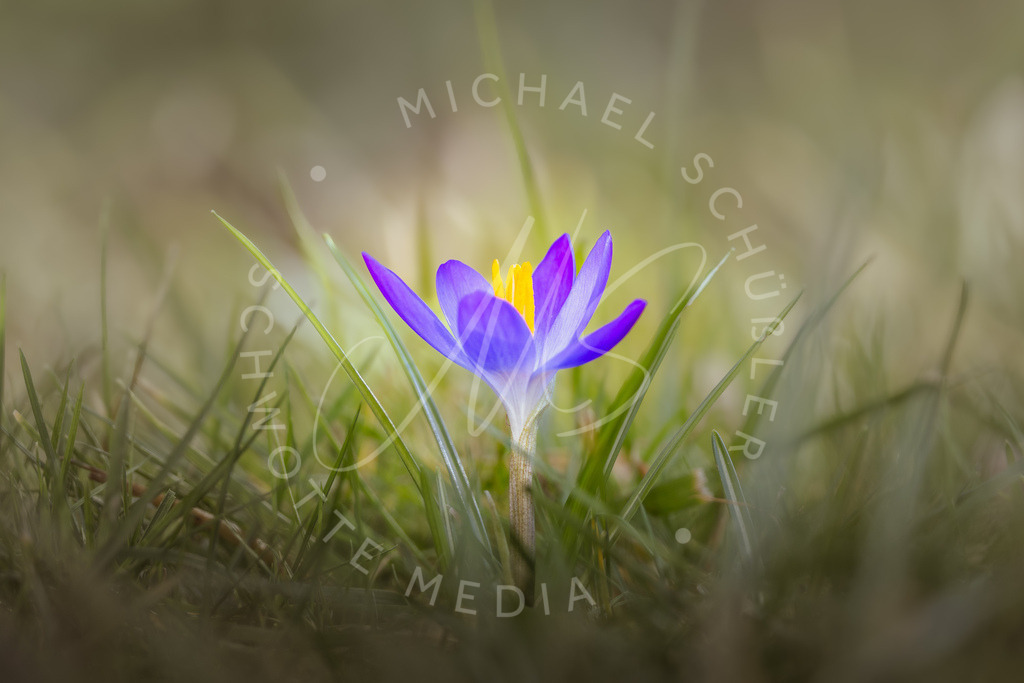 2025-02-08 Hemmingen Krokus 003 | Schwotte Media - Realisiert mit Pictrs.com