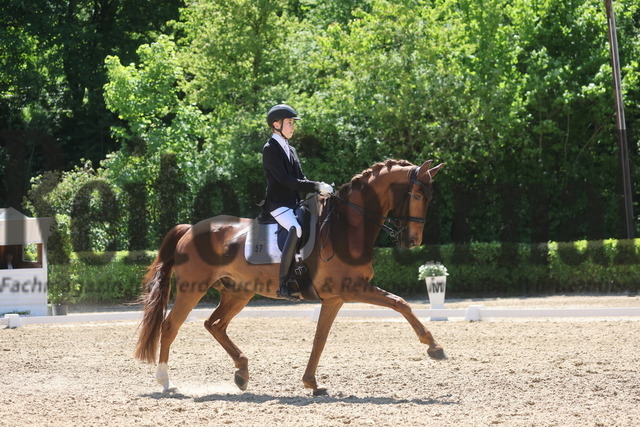 Böblingen_2025_Prfg.Nr.08_Dressurprüfung_Kl.M_Nürnberger Burgpokal_Lukas Bernhard_Dibelius (12) | Alle Fotos der Reiterjournal Fotografin Doris Matthaes im Reiterjournal Online-Fotoshop. - Realisiert mit Pictrs.com