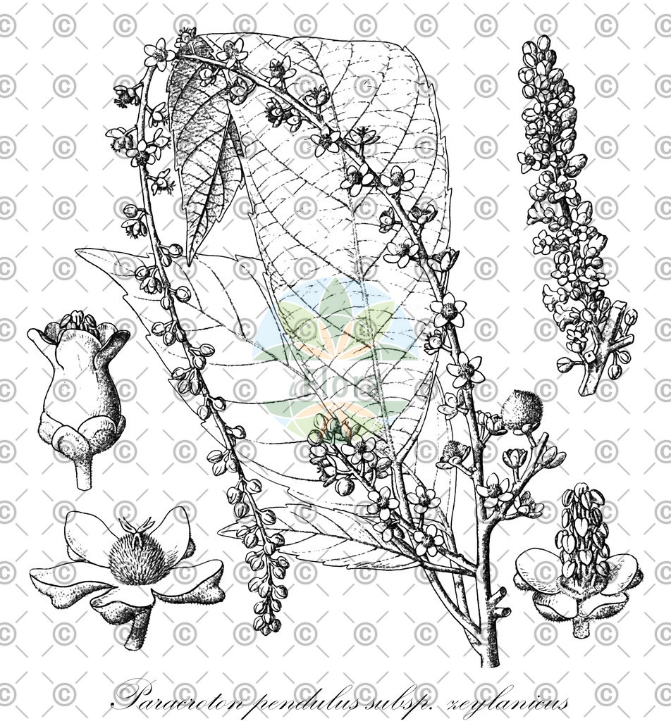 HistAbb_wfo-0000264356_1_ENZY_Simple | Historische Abbildung von Paracroton pendulus subsp. zeylanicus - Euphorbiaceae | Historical Illustration of Paracroton pendulus subsp. zeylanicus - Euphorbiaceae