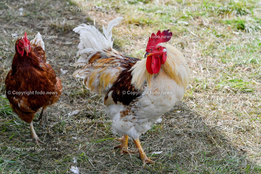 Deutschland_ Baden-Wuerttemberg_ Ebersbach an der Fils_ 23.07.2025-18 | 23.07.2025, Deutschland, GER, Baden-Wuerttemberg, Ebersbach an der Fils, im Bild Themenbild, Landwirtschaft, Bauernhof, Tiere, Huhn, Huehner, Hühner, Hennen, Haehne, Hahn, Hähne, Helndl, Freilandhuehner, Freilandhaltung,  Nutztiere, Feature, Symbolbild