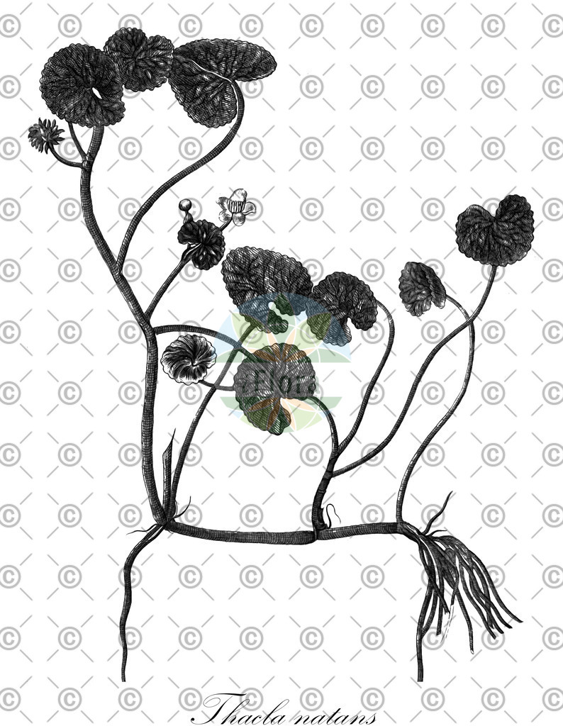 HistAbb_7Q46V_1_ENZY_Simple | Historische Abbildung von Thacla natans - Ranunculaceae | Historical Illustration of Thacla natans - Ranunculaceae