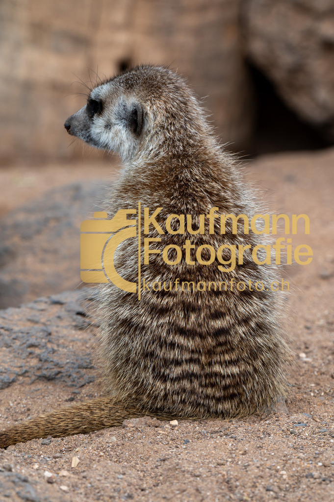 Jungle_Park_def-4287 | kaufmannfoto - Realisiert mit Pictrs.com