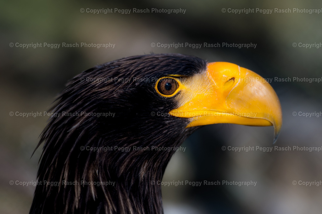Vogelpark Niendorf (19) | PeggyRaschPhotography - Realisiert mit Pictrs.com