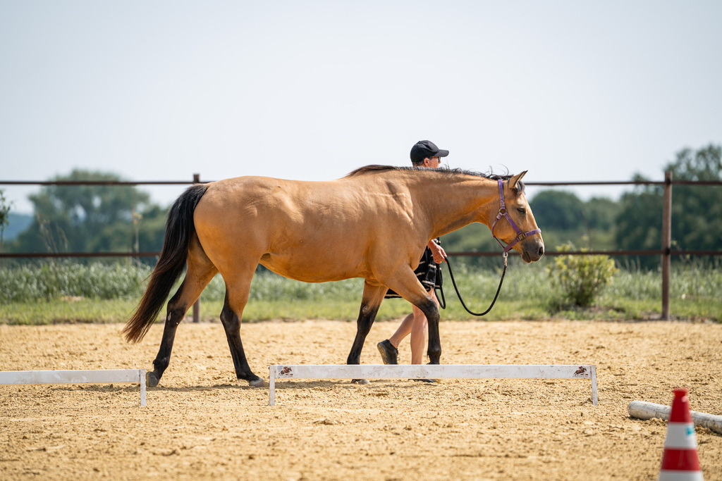 DSC00032 | Pferdegrafie