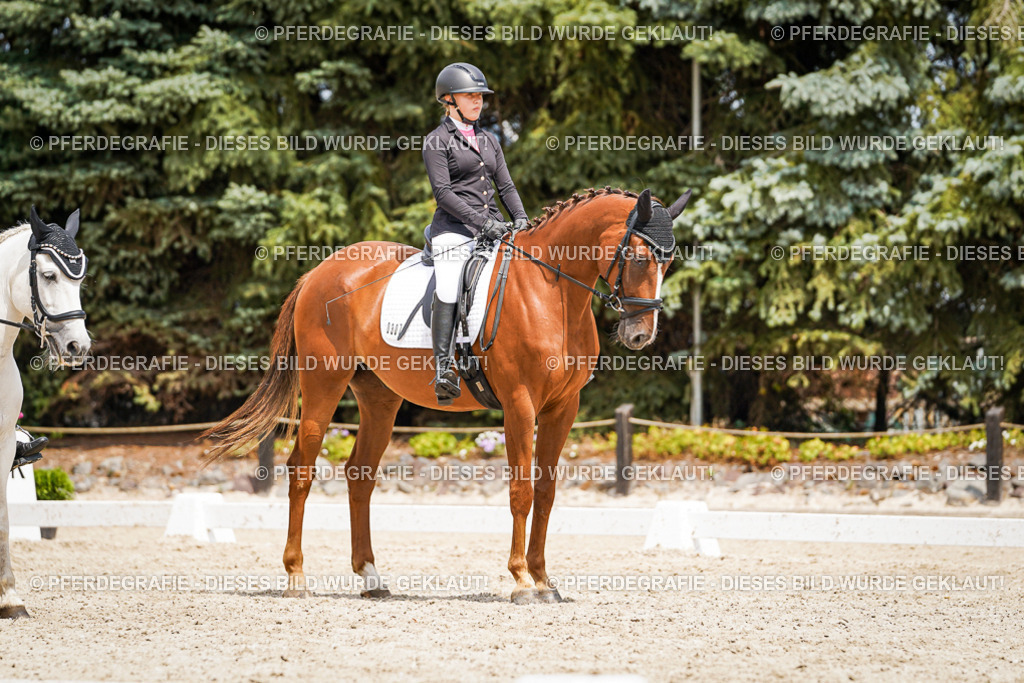 DSC03755 | Pferdegrafie