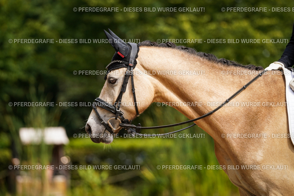 DSC07867 | Pferdegrafie