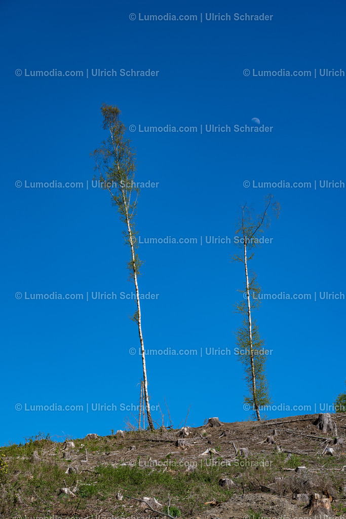 10049-12831 - Im Unterharz bei Strassberg | Stockfoto und Bilderpool mit Bildmaterial aus Deutschland, dem Harz, Halberstadt, Quedlinburg, Wernigerode und weltweit. Qualitativ hochwertige und professionelle Fotos anschauen und kaufen. - Realisiert mit Pictrs.com
