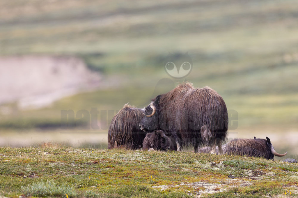 R5NF1455-20230727 | Der Moschusochse (Ovibos moschatus), auch als Bisamochse oder Schafsochse bezeichnet, ist ein Paarhufer aus der Unterfamilie der Antilopinae; innerhalb derer gehört er in die Verwandtschaftsgruppe der Ziegenartigen. - Realisiert mit Pictrs.com