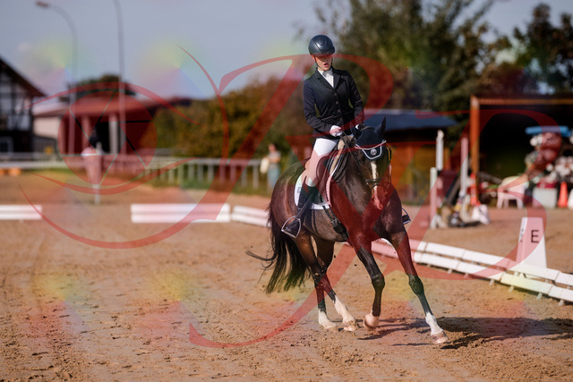 2026_10_03_Siefer-Hof_113741_Z81_81170259 | Professionelle Reitsport-, Turnier- und Eventfotografie von Robert Broda. Galerien mit ausgewählten und bearbeiteten Bildern direkt online ansehen und bestellen.