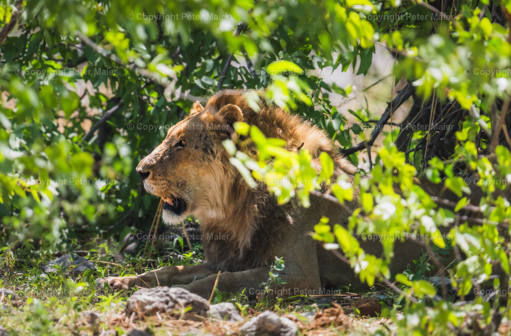 Etosha_Nationalpark_Namibia-839 | piet_flosse