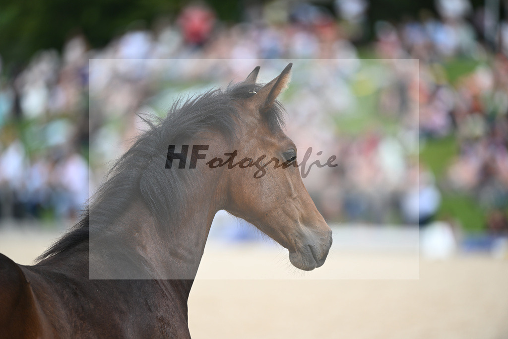 Stuten mit Fohlen_36240423 | hf-fotografie - Realisiert mit Pictrs.com