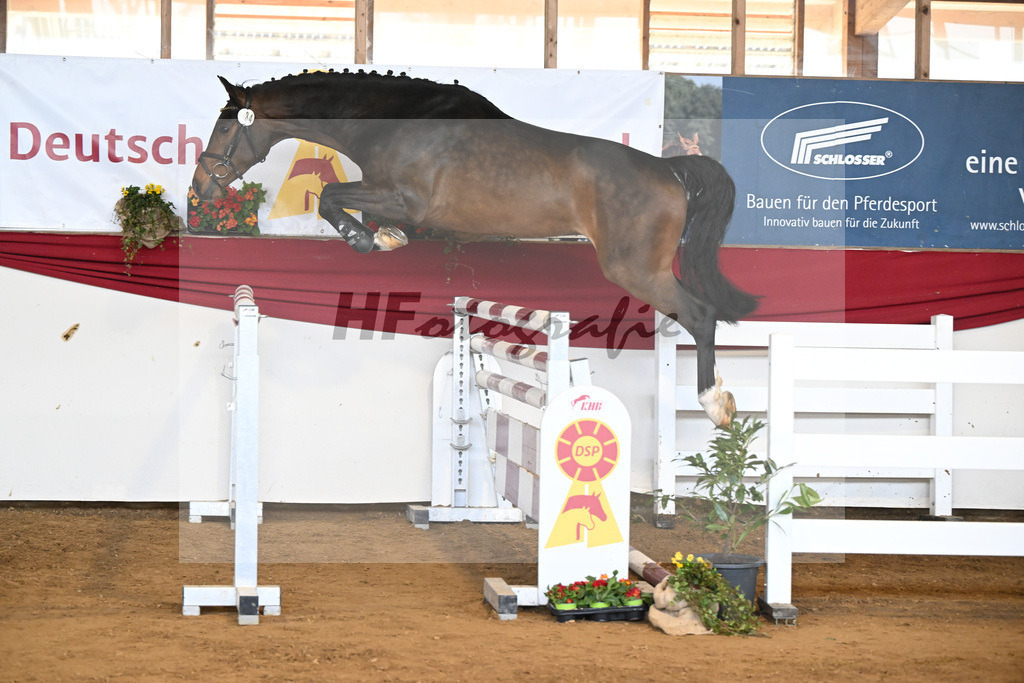 Kat-Nr. 34 Conthadero v. Conthargos_Schwuchow_16251069 | hf-fotografie - Realisiert mit Pictrs.com