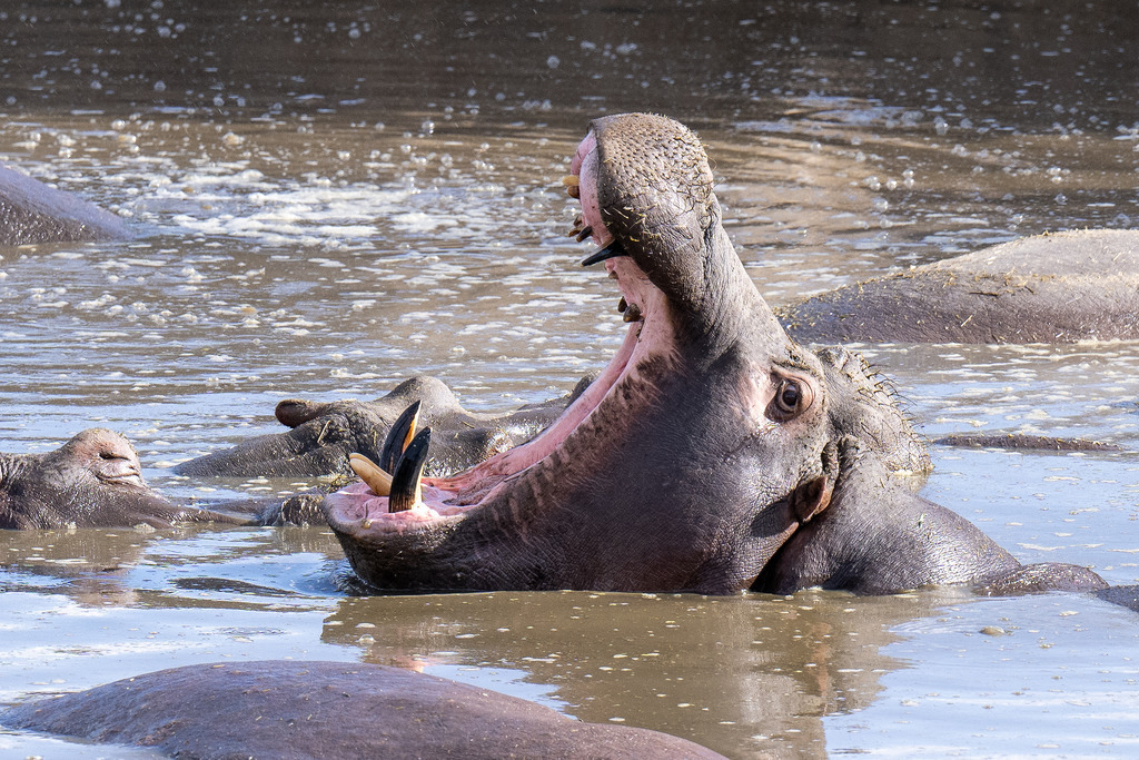 Serengeti Nationalpark - 28. September 2022 | Nilpferde im „Hippopool“ im Serengeti Nationalpark.
Bild: Sportfotografie Markus Aeschimann | www.markus-aeschimann.ch - Realisiert mit Pictrs.com