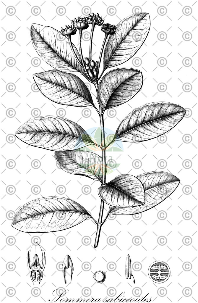 HistAbb_EMP_129345_SRC_Schlechtendal_FLORAD_SIMPLE | Historische Abbildung von Sommera sabiceoides - Rubiaceae | Historical Illustration of Sommera sabiceoides - Rubiaceae